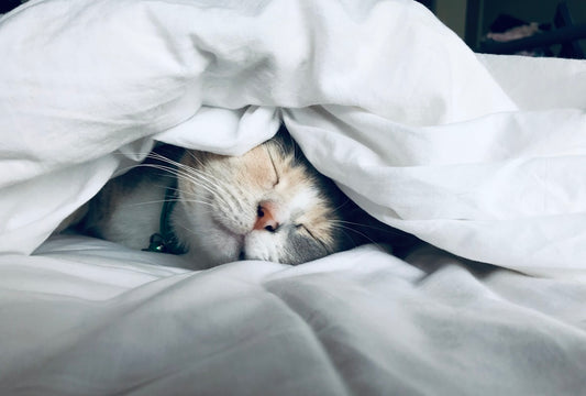 Sommeil naturel lavande insomnie