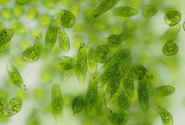 Remède naturel mal de dos - Euglène