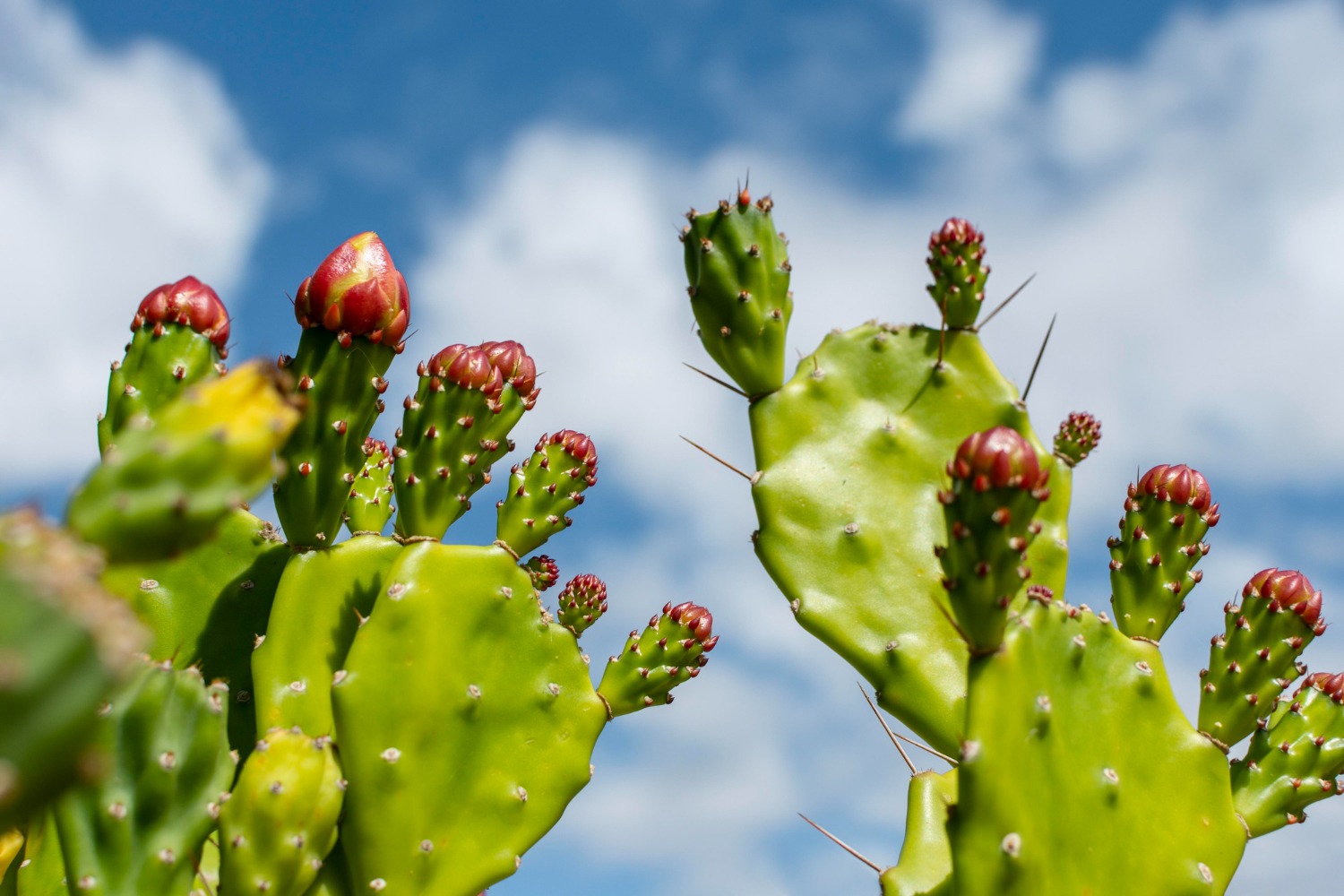 Envie de sucre - image Nopal