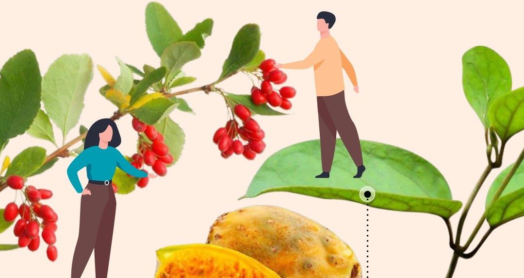 Envie de sucre : que faire grâce aux plantes ?