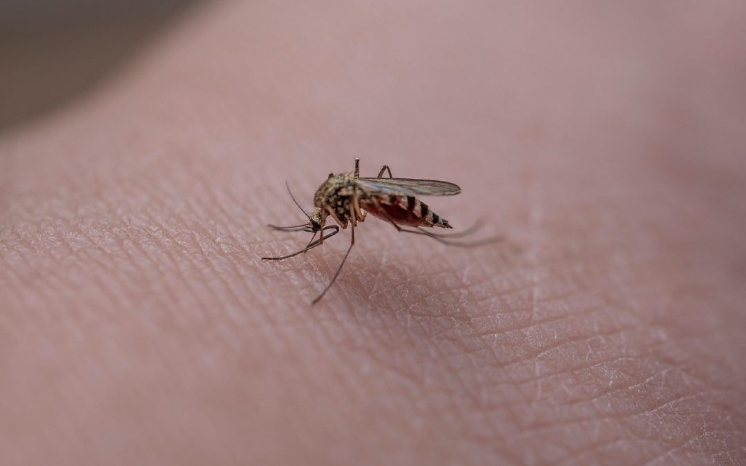 Insect Bites: Soothe Quickly with Essential Oils