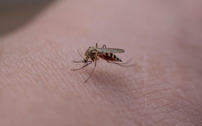 Insect Bites: Soothe Quickly with Essential Oils